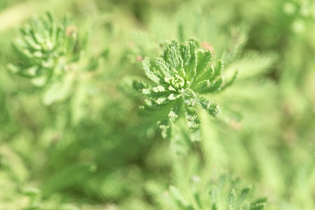 水草-植物-绿色-绿植-植物 图片素材