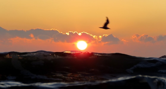 海上-日出-大太阳-红日-海鸟 图片素材