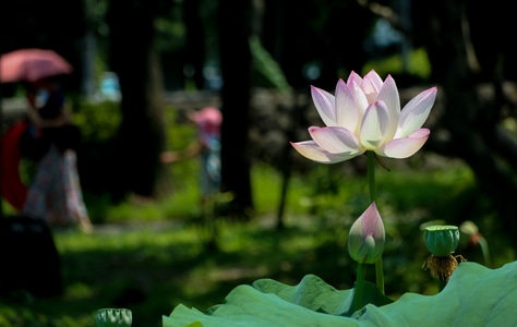荷花-莲-公园-花-花朵 图片素材