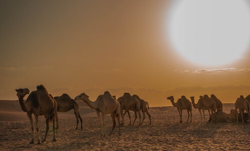 朝阳-大太阳-骆驼-沙漠-荒凉 图片素材