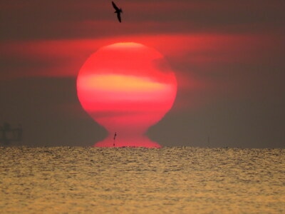 海上-日出-大太阳-红日-海鸟 图片素材