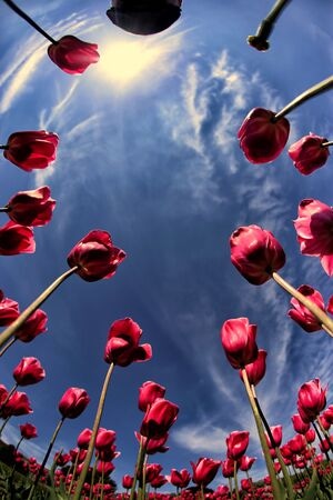 红玫瑰-天空-花-花朵-花卉 图片素材