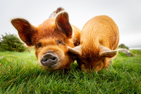 小猪-小猪-动物-猪-草 图片素材