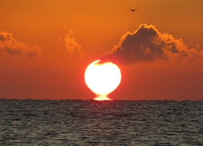 海上-日出-大太阳-红日-海鸟 图片素材