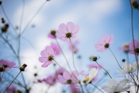 花朵-季节-花朵-花-花卉 图片素材