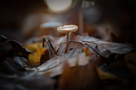 蘑菇-鲜嫩-落叶-蘑菇-植物 图片素材
