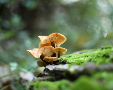 蘑菇-鲜嫩-落叶-蘑菇-植物 图片素材