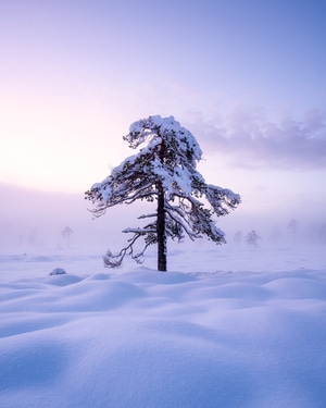 白雪-晨光-雪山-雪松-大雪 图片素材