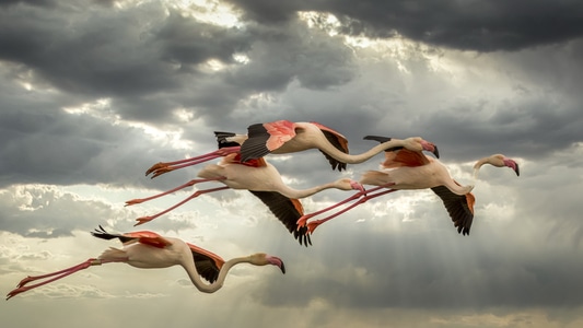 红鹤-火烈鸟-飞翔-阳光-乌云 图片素材