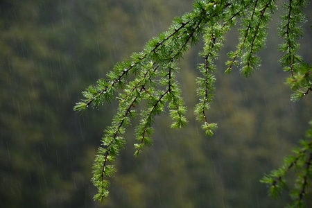 春雨-小雨-绿色-树叶-小雨 图片素材