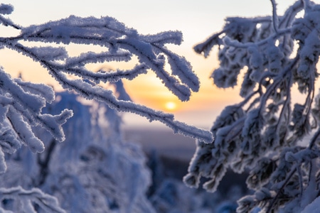 落日-枝头-雪花-树枝-雾凇 图片素材