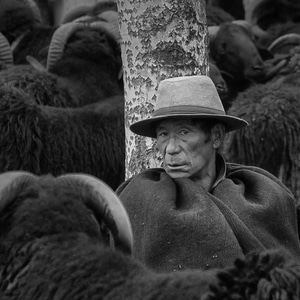人-民族-彝族-羊-人文 图片素材