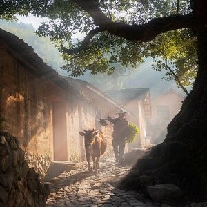 我的2019-人-色彩-环境-树 图片素材