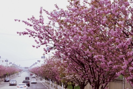 实地-景观-自然-城市之光-花 图片素材