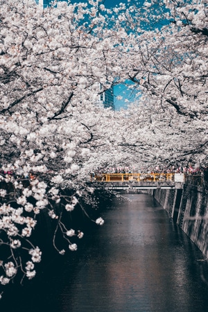 东京-日本-旅行-扫街-街道 图片素材