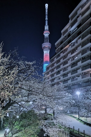 东京-街头-东京塔-夜景-手机摄影 图片素材