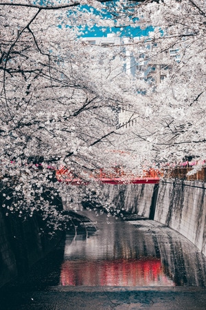 东京-日本-旅行-扫街-街道 图片素材