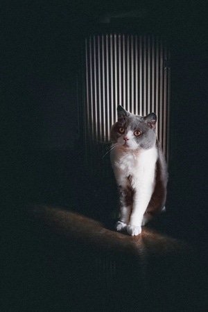 迷人的世界角落-蓝猫-猫-猫-猫咪 图片素材