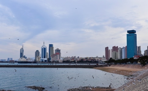 栈桥-海鸥-城市-建筑-栈桥 图片素材