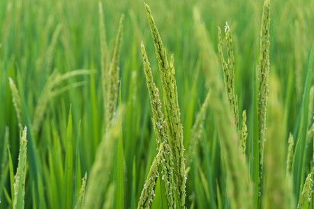 农田-野花-水稻-稻谷-植物 图片素材