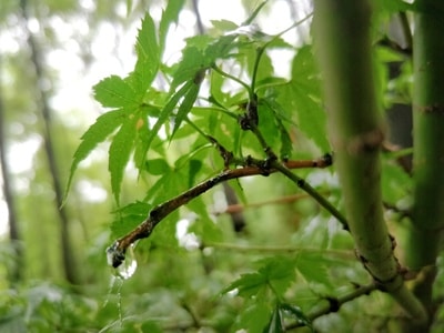 露珠-植物-露珠-植物-绿叶 图片素材