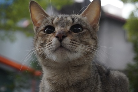 喵-宅家-猫-猫咪-动物 图片素材