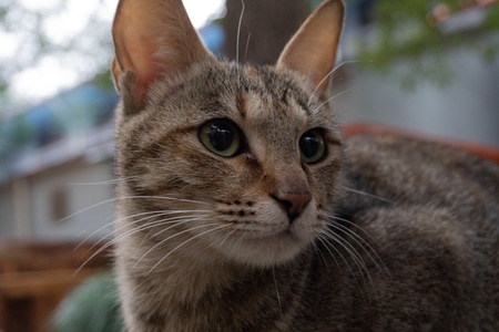 喵-宅家-猫-猫咪-动物 图片素材