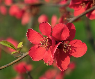 红花-晴天-春天-植物-花 图片素材