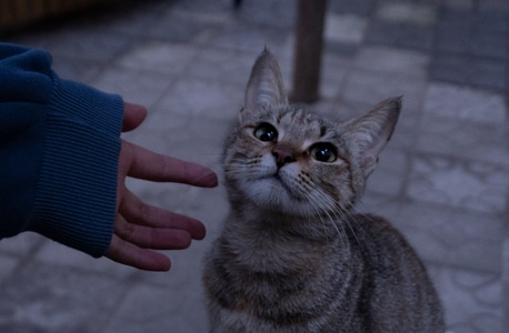 喵-宅家-喵-猫-动物 图片素材
