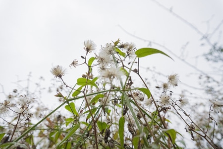 修图-宅家-花草-野花-花 图片素材
