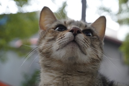 喵-宅家-猫-猫咪-动物 图片素材