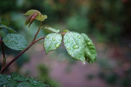 春雨-植物-雨滴-花儿-植物 图片素材