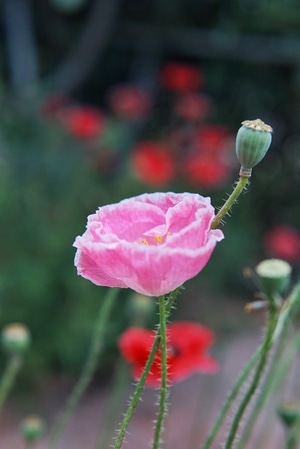 日常随拍-记录生活-花-自然-小草 图片素材
