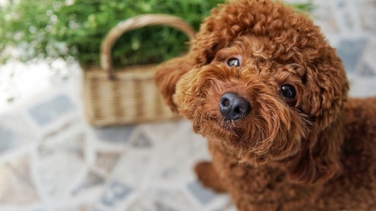 日常随拍-记录生活-花-小狗狗🐶-狗 图片素材