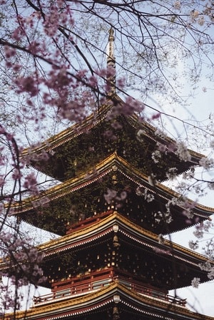建筑-塔-樱花-色彩-色调 图片素材