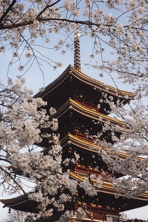 建筑-塔-樱花-色彩-色调 图片素材