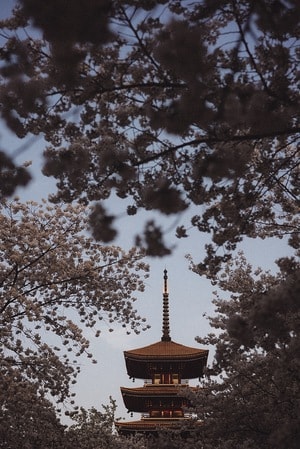 建筑-塔-樱花-色彩-色调 图片素材