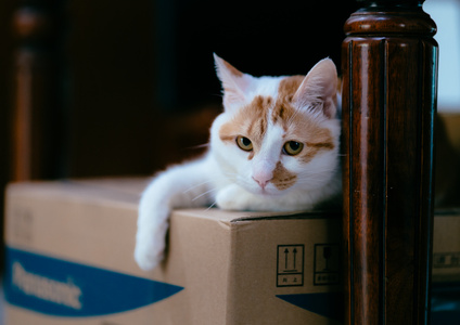 动物-猫-日常-萌-凝视 图片素材