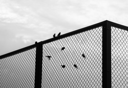 黑白-街拍-鸟-网-铁网 图片素材