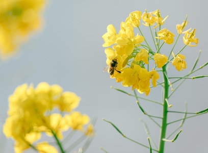 动物-植物-油菜花-蜜蜂-采蜜 图片素材