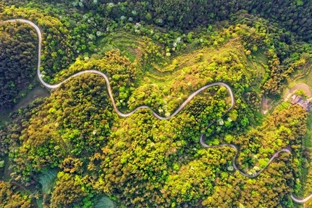 风景-道路-树林-春天-风景 图片素材