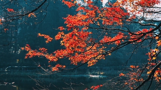风光-旅行-庐山-风景-树叶 图片素材