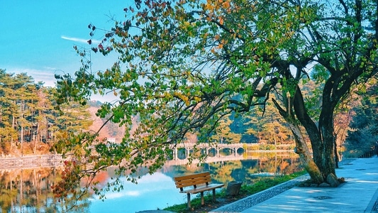 风光-旅行-庐山-风景-树 图片素材