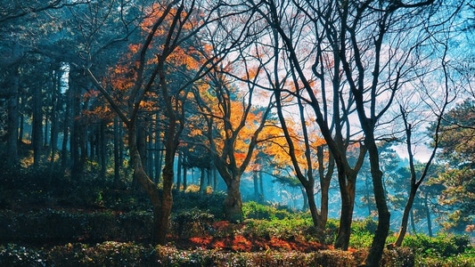 风光-旅行-庐山-风景-自然 图片素材