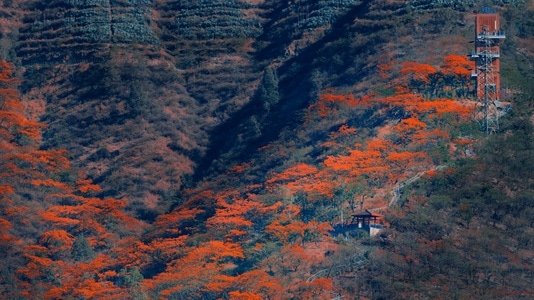 城市色彩-山城-尼康-红花楹-花 图片素材