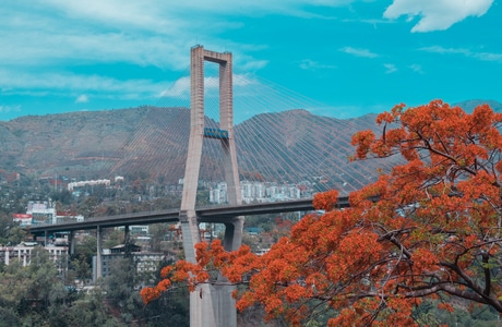 风光-纪实-城市-春季-花 图片素材