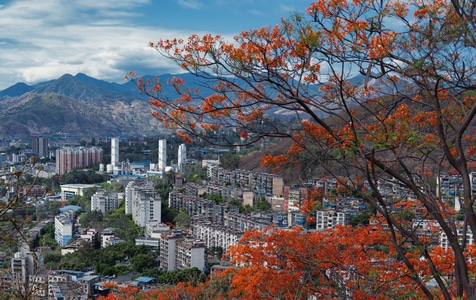 城市色彩-凤凰花-夏季-色彩-纪实 图片素材