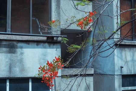 风光-纪实-城市-春季-花 图片素材