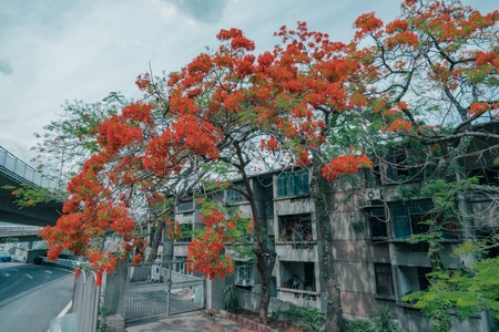 风光-纪实-城市-春季-花 图片素材