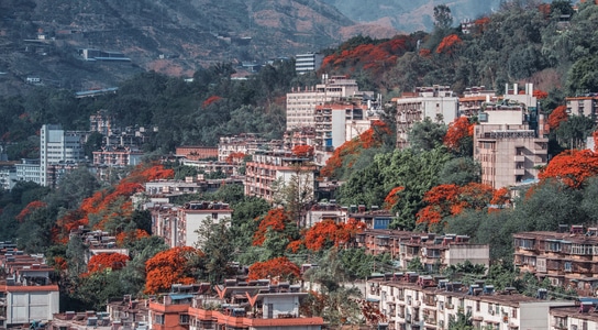 风光-纪实-城市-春季-花 图片素材